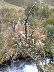 Carmichaelia crassicaulis