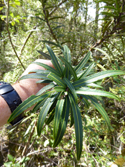 Pseudopanax linearis