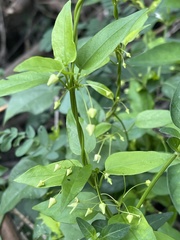 Vincetoxicum lycioides