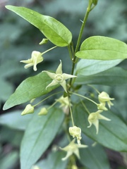 Vincetoxicum lycioides