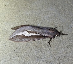 Abantiades labyrinthicus