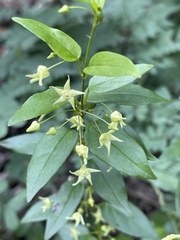 Vincetoxicum lycioides