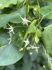 Vincetoxicum lycioides
