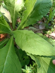 Carpesium abrotanoides