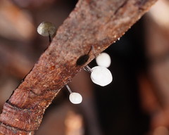 Marasmius alveolaris