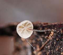 Marasmius alveolaris