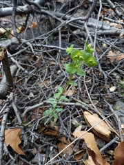 Euphorbia crenulata