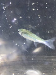 Atherinomorus stipes