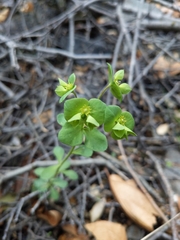 Euphorbia crenulata