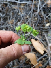 Euphorbia crenulata