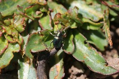 Graphops simplex