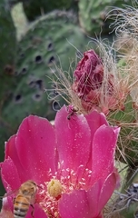 Camponotus rubrithorax