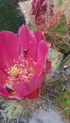 Camponotus rubrithorax