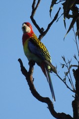 Platycercus eximius elecica