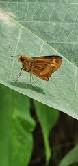 Oriens paragola