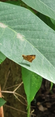 Oriens paragola