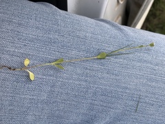 Valerianella amarella