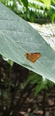 Oriens paragola