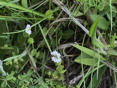 Valerianella amarella