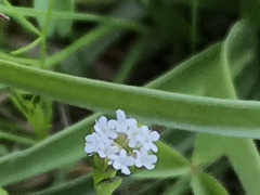 Valerianella amarella