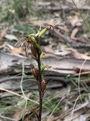 Cryptostylis leptochila
