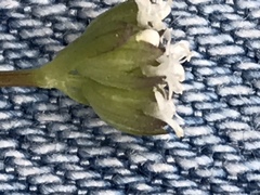 Valerianella amarella