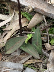 Cryptostylis leptochila
