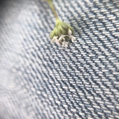 Valerianella amarella