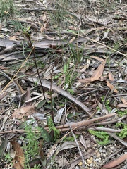 Cryptostylis leptochila