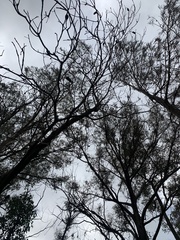 Cryptostylis leptochila