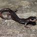 Black False Brook Salamander - Photo (c) Alejandro Calzada, some rights reserved (CC BY-NC), uploaded by Alejandro Calzada
