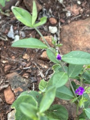 Polygala serpentaria