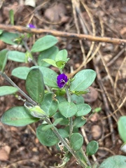 Polygala serpentaria