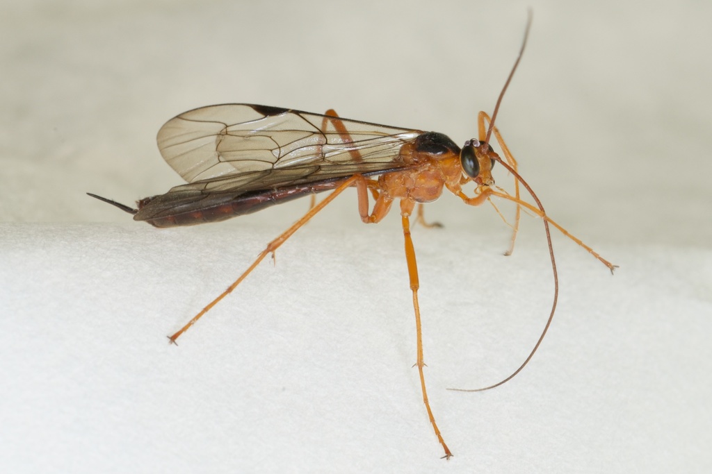Netelia ephippiata