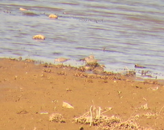 Charadrius alexandrinus