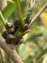 Megacopta punctatissima