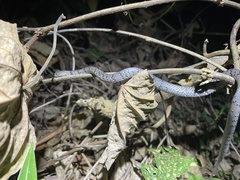 Pareas margaritophorus