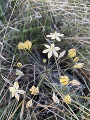 Triteleia
