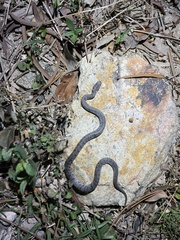 Pareas margaritophorus