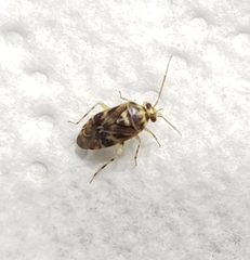 Tropidosteptes quercicola