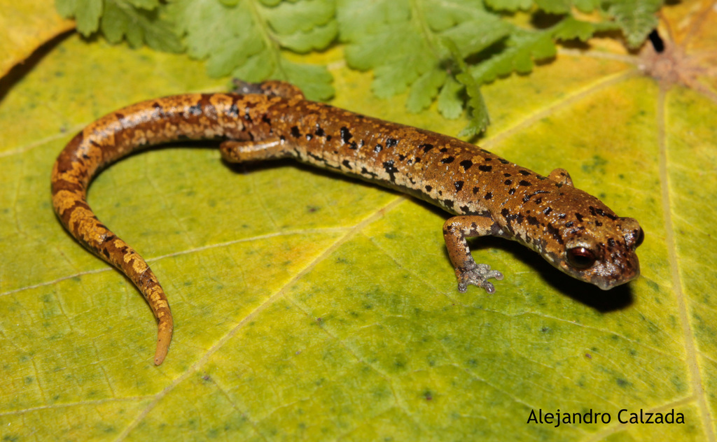 Veracruz Green Salamander