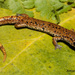Veracruz Green Salamander - Photo (c) Alejandro Calzada, some rights reserved (CC BY-NC), uploaded by Alejandro Calzada