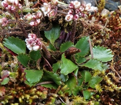 Micranthes rufidula
