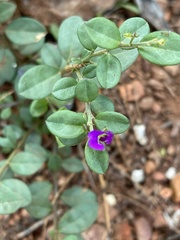 Polygala serpentaria