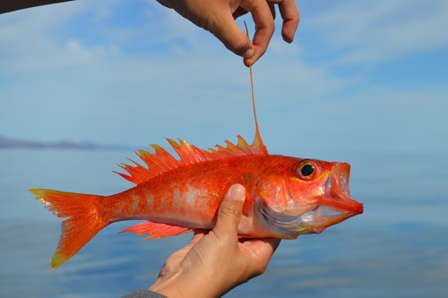 Damsel bass (Hemanthias signifer) — Serranidae — 3