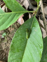 Graphium agamemnon agamemnon