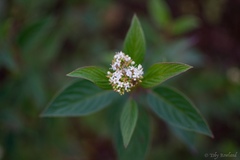 Cornus sericea