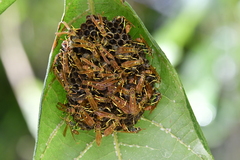 Mischocyttarus phthisicus