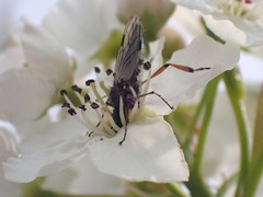 Bibio xanthopus
