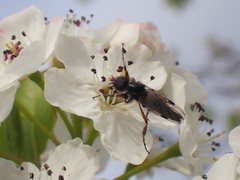 Bibio xanthopus